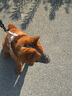 多尼斯（DOGNESS）狗狗牵引绳遛狗绳狗链子项圈小中型犬泰迪柯基法斗博美马犬 红M 实拍图