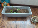奥美优 阳台室内蔬菜种植盆加厚塑料长方形花盆种菜庭院养花盆 灰色大号 实拍图