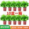 双盟 绿萝盆栽除甲醛花卉绿植办公室新房净化空气110款10盆装源头直发 实拍图