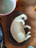  猫粮猫猫主食主粮幼猫成猫海洋鱼味全价猫粮500g*5 实拍图