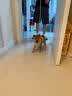MIKI PAD狗狗牵引绳防爆冲狗胸背带遛狗绳中大型犬边牧萨摩耶背心式狗链子 蜜桃粉【轻盈透气】+1.5m牵引绳 M 脖围38-50cm 建议15-28斤 实拍图