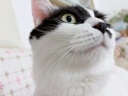 皇家成猫猫粮 肠道舒适 EP42通用粮12月以上2KG 实拍图