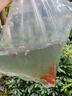 金鱼草金鱼观赏鱼冷水好养耐活小鱼苗锦鲤 2-4cm 红草金买15条送15条（加备损） 实拍图