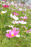 适马（SIGMA） 56mm F1.4 DC DN｜Contemporary 半画幅大光圈定焦镜头 人像肖像特写 佳能RF卡口 官方标配（下单送主图配件） 实拍图