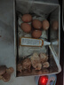 散养红瑶土鸡种蛋受精蛋可孵化小鸡食用受精卵新鲜高产鸡蛋10枚 实拍图