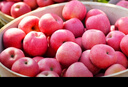 甜醉了 烟台苹果栖霞红富士新鲜水果生鲜山东特产脆甜整箱平果礼盒礼品 净重5斤75-80mm 实拍图