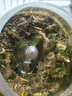 疯狂水草鱼缸水草种子水培植物直接入鱼缸造景水草籽种子速成小对叶牛毛草 实拍图