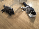 Orijen渴望猫粮 成猫幼猫干粮 六种鱼肉无谷全价通用进口5.4kg效期26/5 实拍图