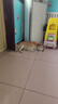 猫咪狗狗驱虫药体外滴剂去跳蚤宠物幼犬打虫药金毛泰迪体外驱虫药非泼罗尼滴剂 【犬用】体外驱虫3支+体内驱虫4粒 实拍图