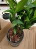 京云梦绣球花苗植物好养四季盆栽花卉室内客厅阳台品种庭院2颗源头直发 实拍图