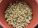 田园梦生豆芽机家用全自动紫砂豆芽罐豆芽发芽神器豆芽菜机陶瓷豆芽罐桶 大号紫砂豆芽罐（每年送麦饭石） 实拍图