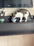 网易严选 猫薄荷小鱼饼干 幼猫零食成猫饼干 吐毛球逗猫零食洁齿磨牙零食 【兔肉磷虾】 95g*6罐 实拍图