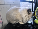 逸诺（enoug）SOS猫咪沐浴露宠物香波清洁去污柔顺美毛布偶猫浴液280ml 实拍图