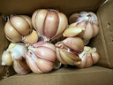 【百万单爆品】紫白皮蒜水果大蒜超市生鲜蔬菜调料即食蒜 【尝鲜】3头 50g 单果3.5-5cm 实拍图