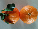 京鲜生 四川爱媛果冻橙 净重4.5-5斤 单果140g+ 生鲜水果 源头直发包邮 实拍图