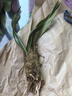 劉閣蘭花建兰四季兰花苗超香七彩玲珑现带花苞出售有香味的阳台盆栽绿植 紫灵2苗，加盆土肥,说明书 实拍图
