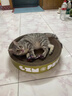 疯狂的主人 猫抓板窝特大号猫玩具猫爪板猫抓盆不掉屑猫窝碗形圆形瓦楞纸 实拍图