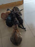 爱立方冻干生骨肉猫粮鸭肉冻干成猫幼猫咪零食猫冻干全期主粮冻干200g 实拍图