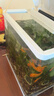 茨格曼鱼缸过滤棉高密度白绵水族箱过滤器净水生化棉长1mx宽30cm 实拍图