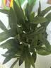 劉閣蘭花兰花香水石斛兰盆栽浓香花卉盆栽 12苗带多花剑配懒人盆源头直发 实拍图