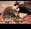 好主人猫粮 成猫猫粮 全价成猫天然粮通用鸡肉味 10kg/20斤 实拍图