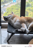 多特思（DOTUS）猫罐头主食全价成长幼猫奶糕羊奶鸡肉罐头浓汤湿猫粮猫饭60g*6罐 实拍图