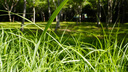 索尼（SONY）E PZ 18-105mm F4 G OSS APS-C画幅标准变焦微单相机G镜头 SELP18105G 实拍图