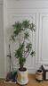 绿盼土壤营养土通用型有机种植菜养花15L多肉育苗家庭园艺植物盆栽 实拍图