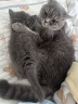 洁客(Drymax)专享款低尘除臭膨润土猫砂省量高效结团猫砂8kg 实拍图