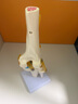 蓝蝶教学仿真人体膝关节功能模型附韧带骨骼医学功能展示 半月板交叉韧带活动膝盖 骨髌骨肩颈骨架骨科 人体膝关节 实拍图