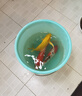 锦鲤活鱼观赏鱼活体淡水冷水鱼纯种黄金红白三色锦鲤鱼金鱼招财鱼 25-30cm 三阳开泰(红白+三色+黄 晒单实拍图
