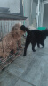 宝路狗粮全犬种通用全价粮成犬狗粮中小型犬牛肉味7.5kg【原料透明】 实拍图