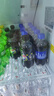 百事可乐Pepsi 碳酸饮料汽水 300ml*24瓶 小瓶整箱装 实拍图