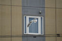 腾龙（Tamron）A067S 50-400mm F/4.5-6.3 Di III VC VXD防抖人像演唱会超长焦索尼全画幅镜头(索尼全幅E口） 实拍图