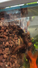 森悠（SARYOR）金苔鼠淡水鱼鱼缸清洁鱼观赏鱼热带鱼好养工具鱼吃垃圾鱼 清缸套餐6条 实拍图