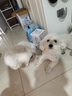 麦富迪 宠物狗狗零食 成犬幼犬训狗奖励鸡肉细丝400g 实拍图