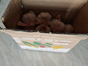 京鲜生山东金乡大蒜带皮新鲜干蒜 净重带箱2斤单果5-5.5cm 源头直发包邮 实拍图