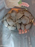 三全私厨系列虾仁玉米水饺480g30只 虾饺早餐食品速冻饺子蒸饺煎饺 实拍图