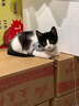 疯狂的主人猫薄荷粉末60g喷雾猫酒骗猫喝水零食猫咪细粉罐装纯高浓度猫草 实拍图