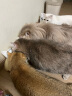 INSTINCT【防伪认证】天然百利猫粮进口生鲜鸡肉配方高蛋白冻干猫粮 [新品上市]优质蛋白幼猫粮1.8磅 实拍图