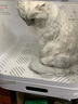 鳥語花香 宠物烘干箱 全自动洗猫咪狗狗洗澡吹水机可调温家用吹风机  实拍图