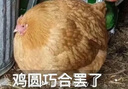 Swisse斯维诗 青少年脑力鱼油rTG型鱼油DHA+EPA护眼补脑学习备考60粒/瓶 实拍图