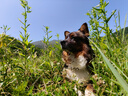 麦富迪 宠物狗狗零食 成犬幼犬训狗奖励鸡肉干1200g 实拍图