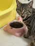宝诺滋无谷鲜肉全价猫粮成幼猫全品种全期主粮通用试吃猫干粮 三文鱼鲜鸡肉【45%粗蛋白】3斤 实拍图