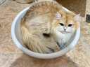艾禾美（Arm&Hammer）铁锤猫砂黑盒蓝标14磅/6.35kg 进口膨润土猫砂 实拍图