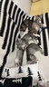 雷米高（RAMICAL）澳丽得 海洋鱼味全价幼猫成猫猫粮10kg(500g*20分袋）20斤 实拍图