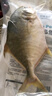 环球水产冷冻南海金鲳鱼2斤/2条 生鲜鱼类 火锅 深海鱼 海鲜水产 家庭聚餐 实拍图