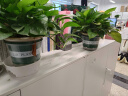 双盟绿萝盆栽除甲醛绿植办公室新房净化空气180自吸水16盆装源头直发 实拍图