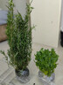 迷迭香苗盆栽可食用驱蚊植物香草薄荷苗绿植物室内煎牛排水培花卉 薄荷+迷迭香（加仑盆*2）大盆苗约20cm高 实拍图
