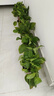 绿萝盆栽室内客厅绿植花卉 家用净化空气绿箩植物吸除甲醛吊兰 高20CM【原盆吸水】+6盆+5肥 实拍图
